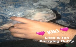 French Bulldog dogs for sale: Fluffy & testable frenchies - Image 8