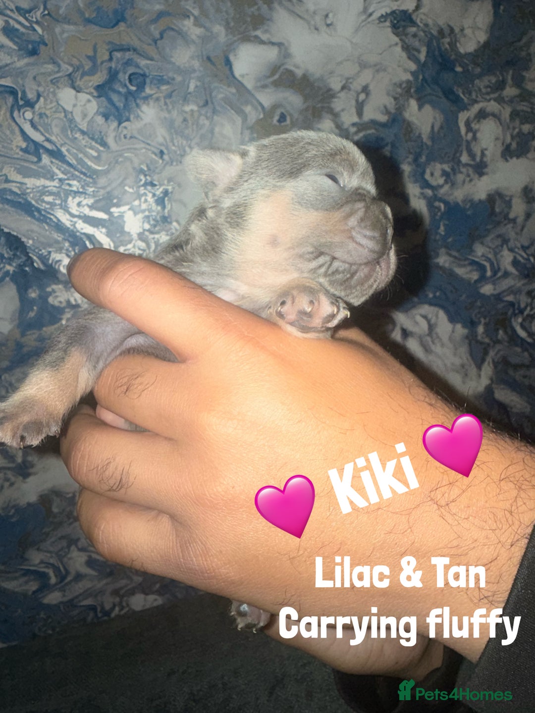 French Bulldog dogs for sale: Fluffy & testable frenchies - Image 8