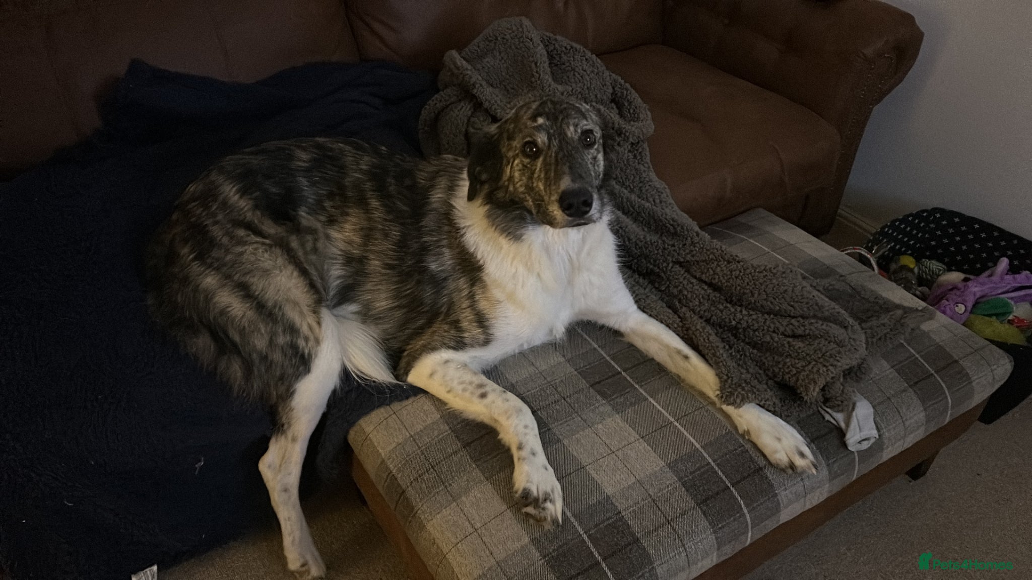 Mixed Breed dogs Lola rehoming - Advert 5