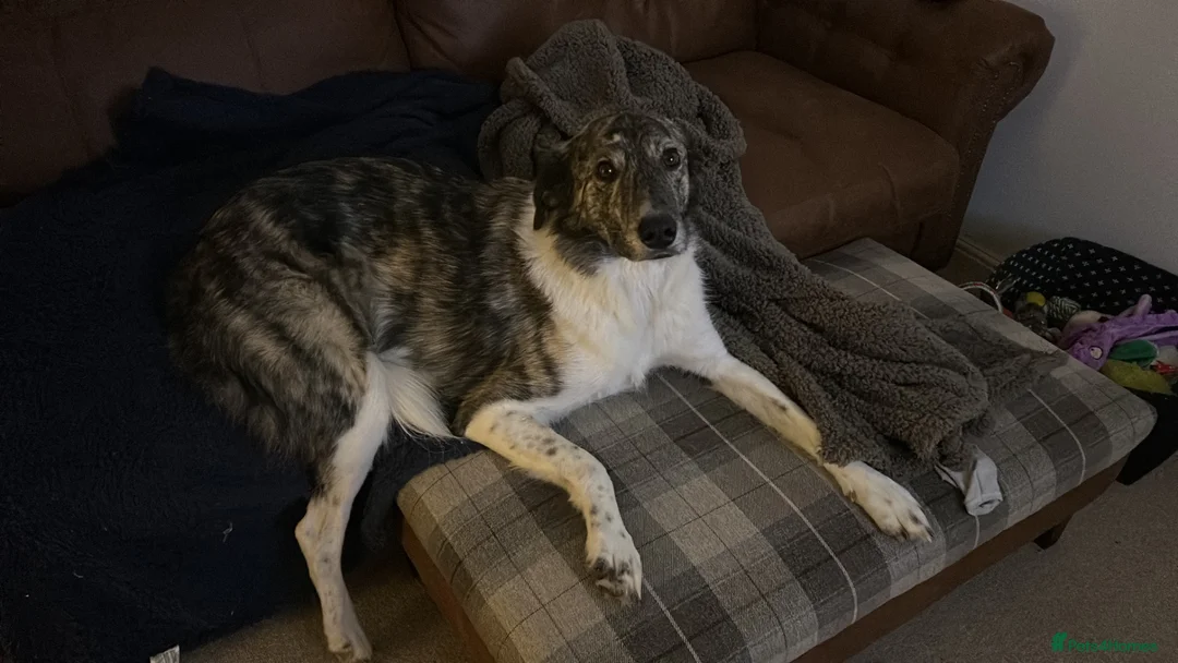 Mixed Breed dogs for sale: Lola rehoming - Advert 1