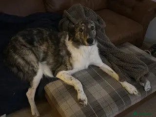 Mixed Breed dogs Lola rehoming - Advert 5