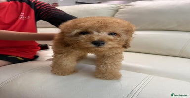 Toy Poodle dogs - Advert 2