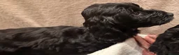 Cockapoo dogs for sale: 🐾 **Beautiful Miniature F1b Cockapoo Puppies **🐾 - Advert 10