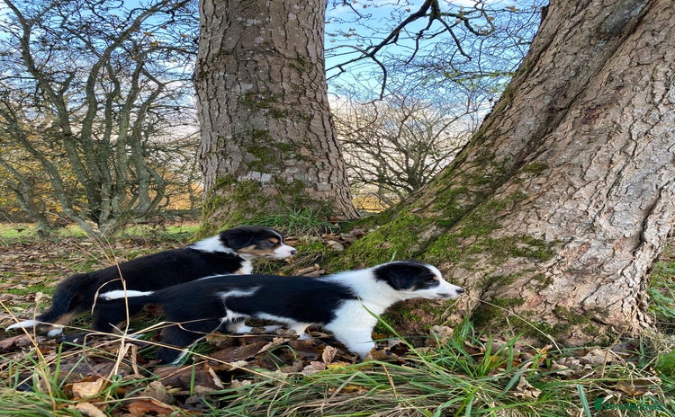 Border Collie dogs Border Collie pups for sale - Advert 2