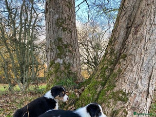 Border Collie dogs for sale: Border Collie pups for sale - Advert 1