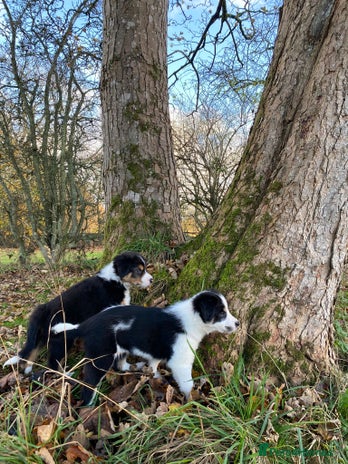 Border Collie dogs Border Collie pups for sale - Advert 1