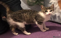 Domestic Shorthair cats for adoption: Smartie - Image 2