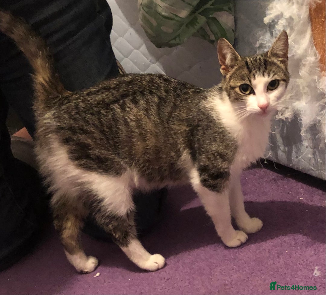 Domestic Shorthair cats for adoption: Smartie - Image 2