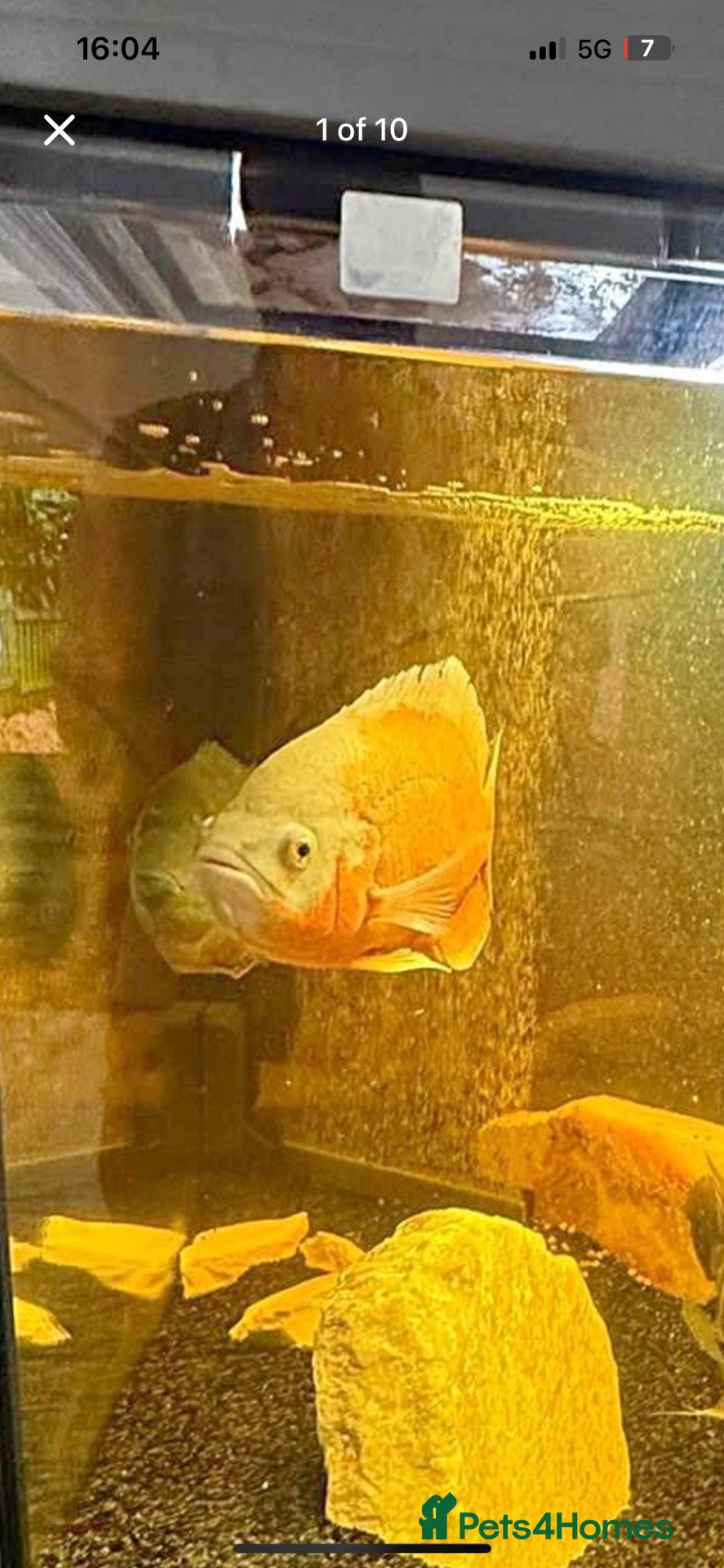 Cichlids fish 3 Cichlids and 1 Cat fish - Advert 1