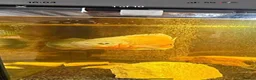 Cichlids fish for sale: 3 Cichlids and 1 Cat fish - Advert 1