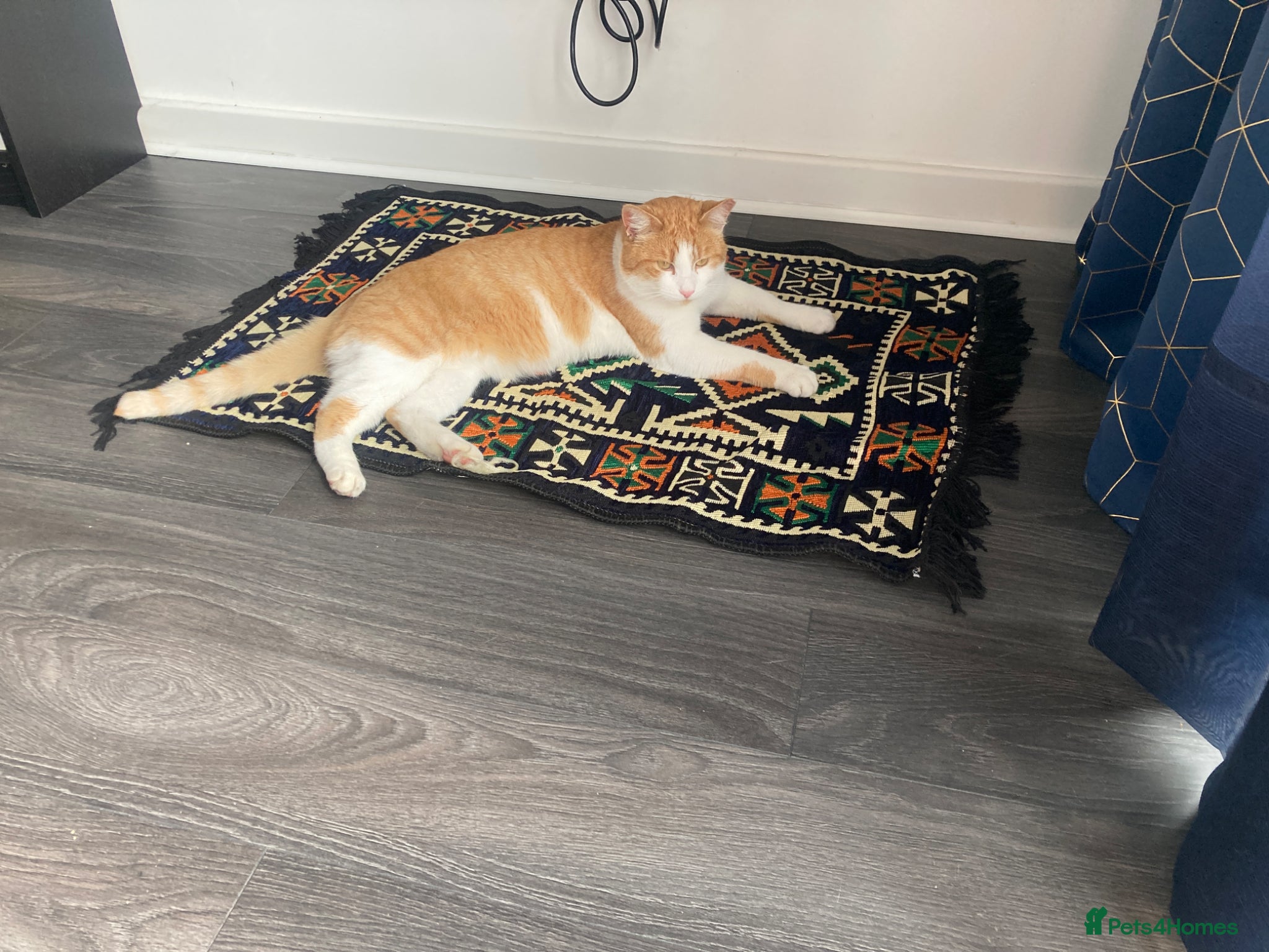 Mixed Breed cats Ginger male - Advert 1