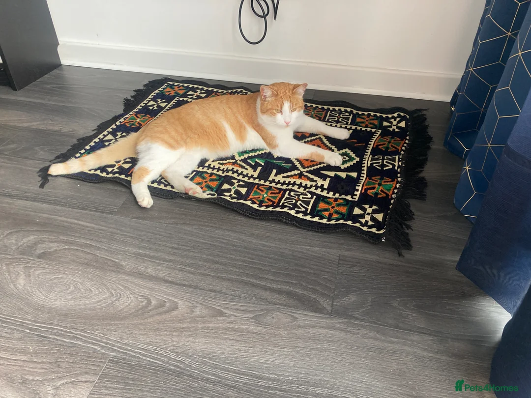 Mixed Breed cats for sale: Ginger male - Advert 1