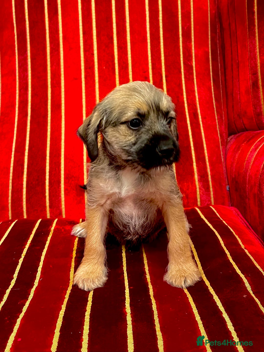 Border Terrier dogs for sale: Border Terrier Puppies  - Advert 5