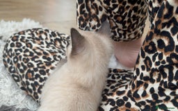 British Shorthair cats for sale: Full BSH kittens ready to leave now, 14 weeks old - Image 22