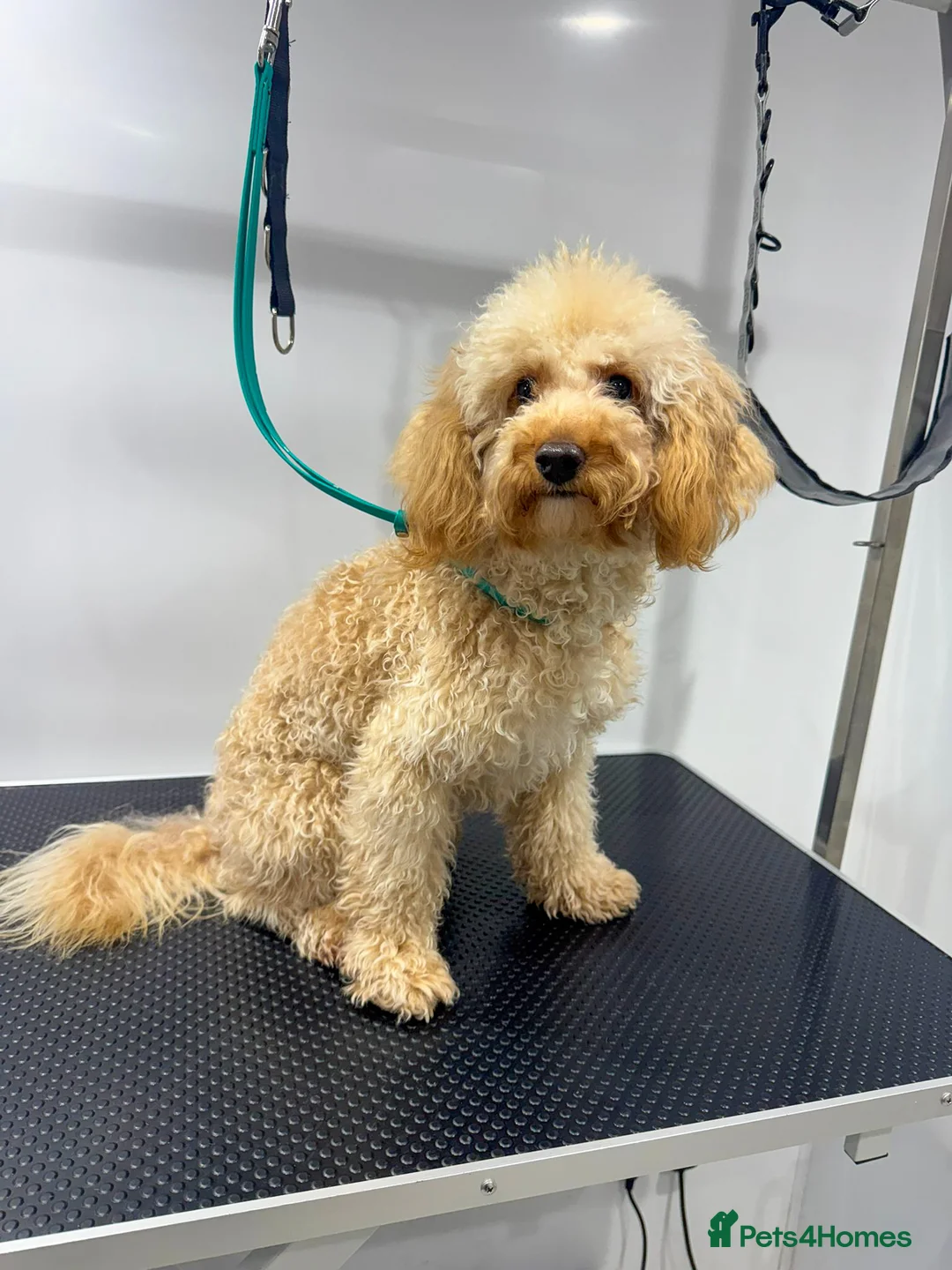 Mixed Breed dogs for adoption: Pluto the Cockerpoo - Advert 3