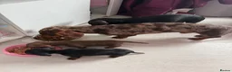 Miniature Dachshund dogs for stud: Miniature Dachshund for Stud - Advert 5