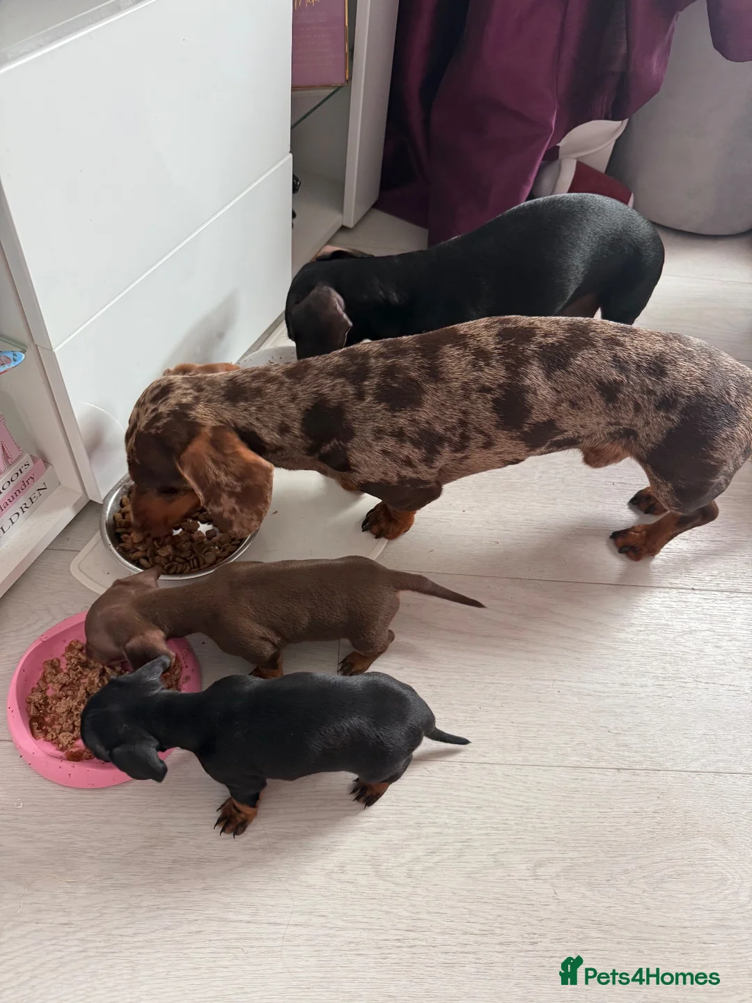 Miniature Dachshund dogs for stud: Miniature Dachshund for Stud - Advert 5