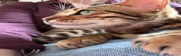 Bengal cats for sale: Beautiful Bengal in Bristol - Advert 6