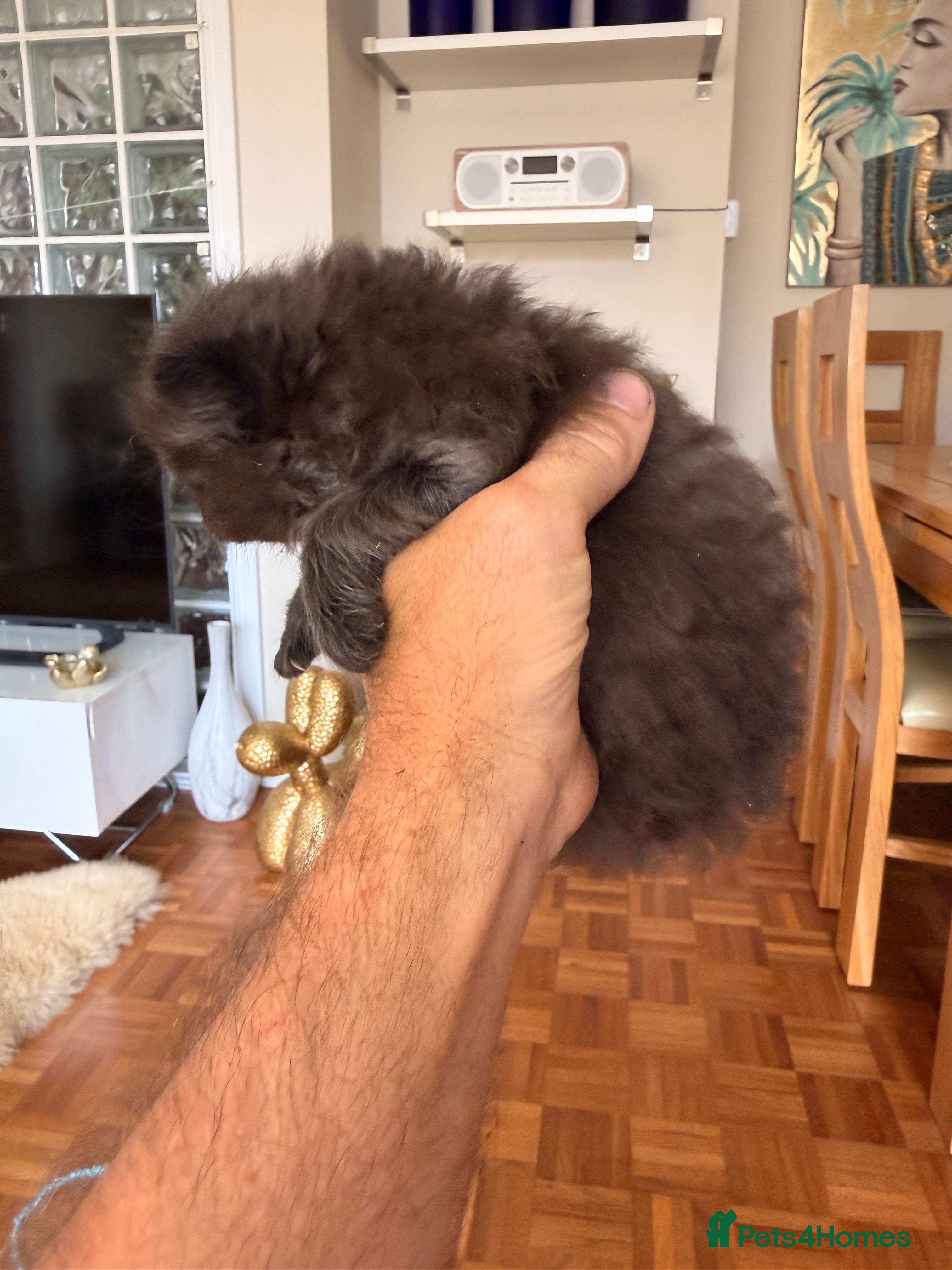 British Longhair cats for sale: Beautiful rainbow litter now available to reserve - Advert 22