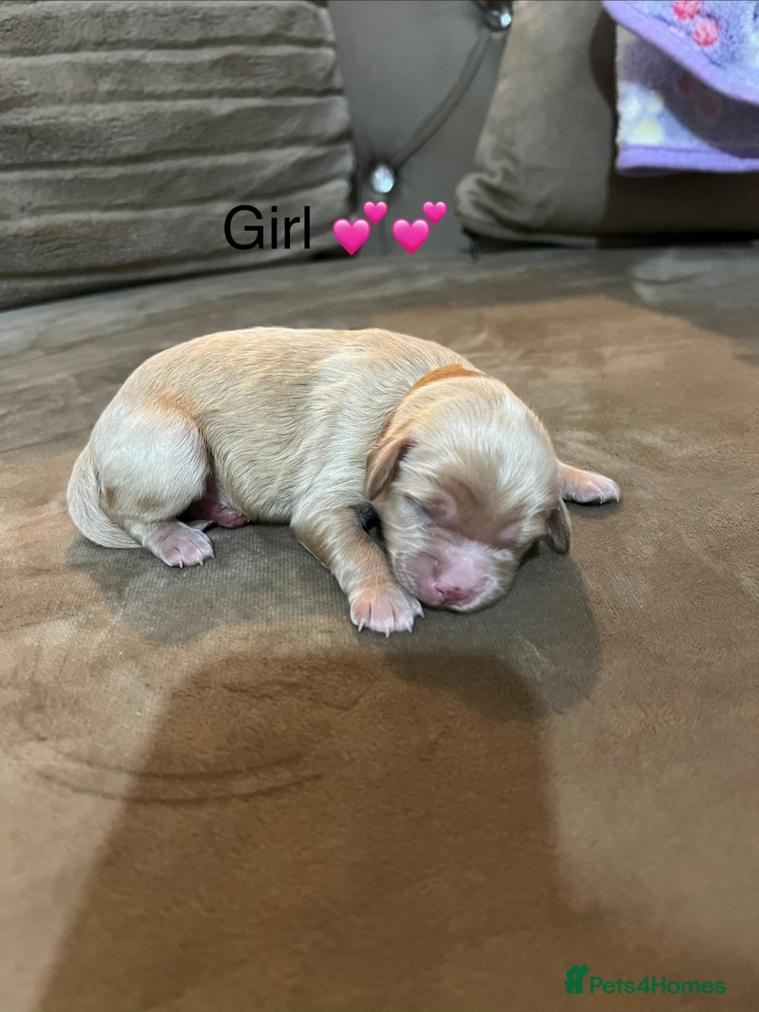 Cavapoo Puppy 4