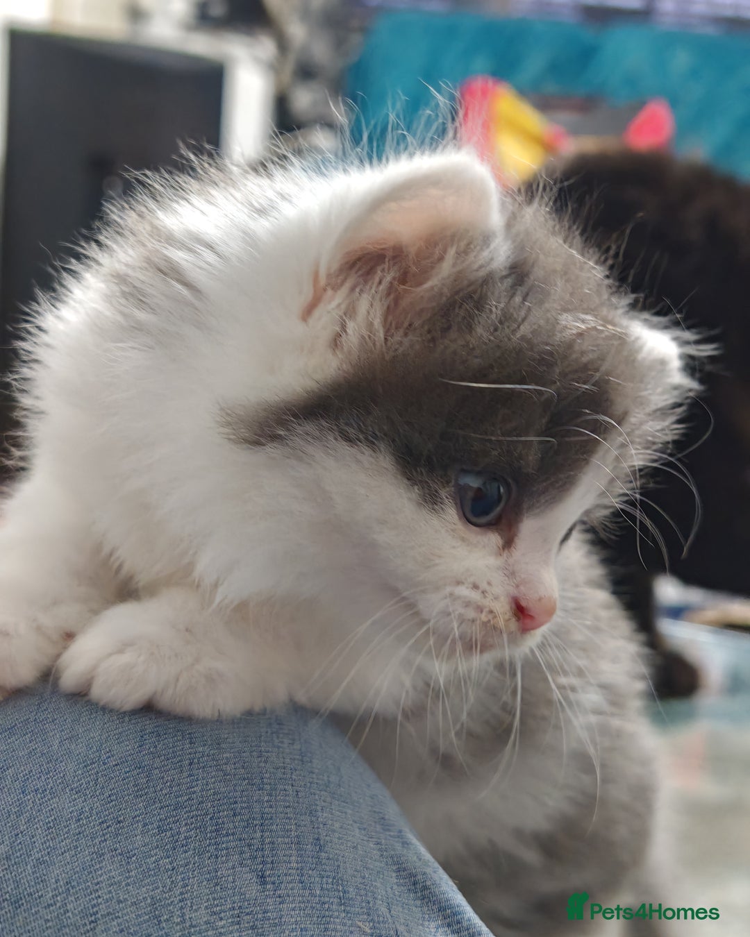 Mixed Breed cats for sale: Adorable half persian Kittens for Sale🐾 - Advert 14
