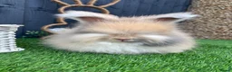 Angora rabbits for sale: Angora max faced bunnies  - Advert 7