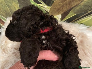 Miniature Poodle dogs Brown Poodle Puppies Ready Now. Chipped & Checked - Advert 15