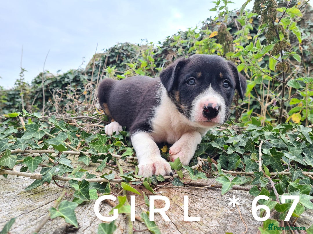 Border Collie dogs for sale: Beautiful farm-bred collie pups - Image 3