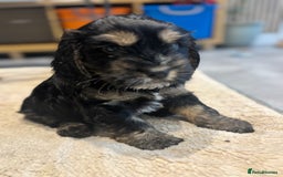 Cockapoo dogs for sale: Beautiful, Rare Cockapoo Puppies – Ready 17th Nov - Advert 31