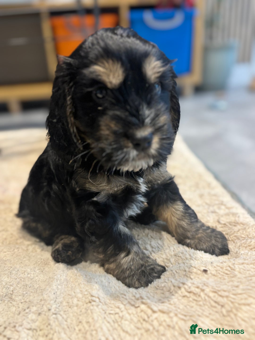 Cockapoo dogs for sale: Beautiful, Rare Cockapoo Puppies – Ready 17th Nov - Advert 31