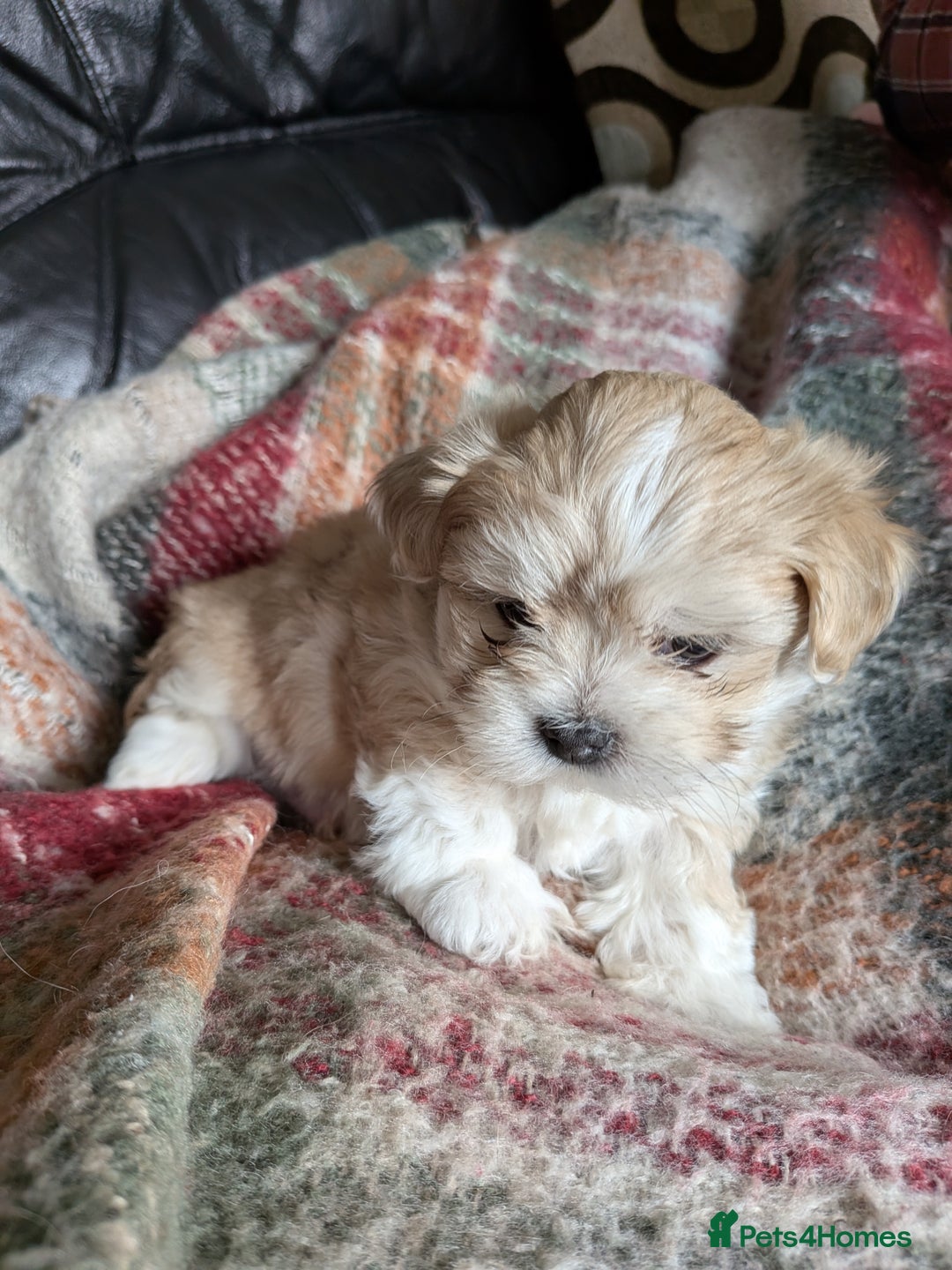 Mixed Breed dogs for sale: Lhasa Apso puppies in Kent - Image 13