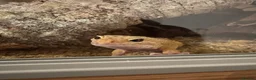 Leopard Gecko reptiles for sale: FEMALE leopard gecko  in Dunstable - Advert 2