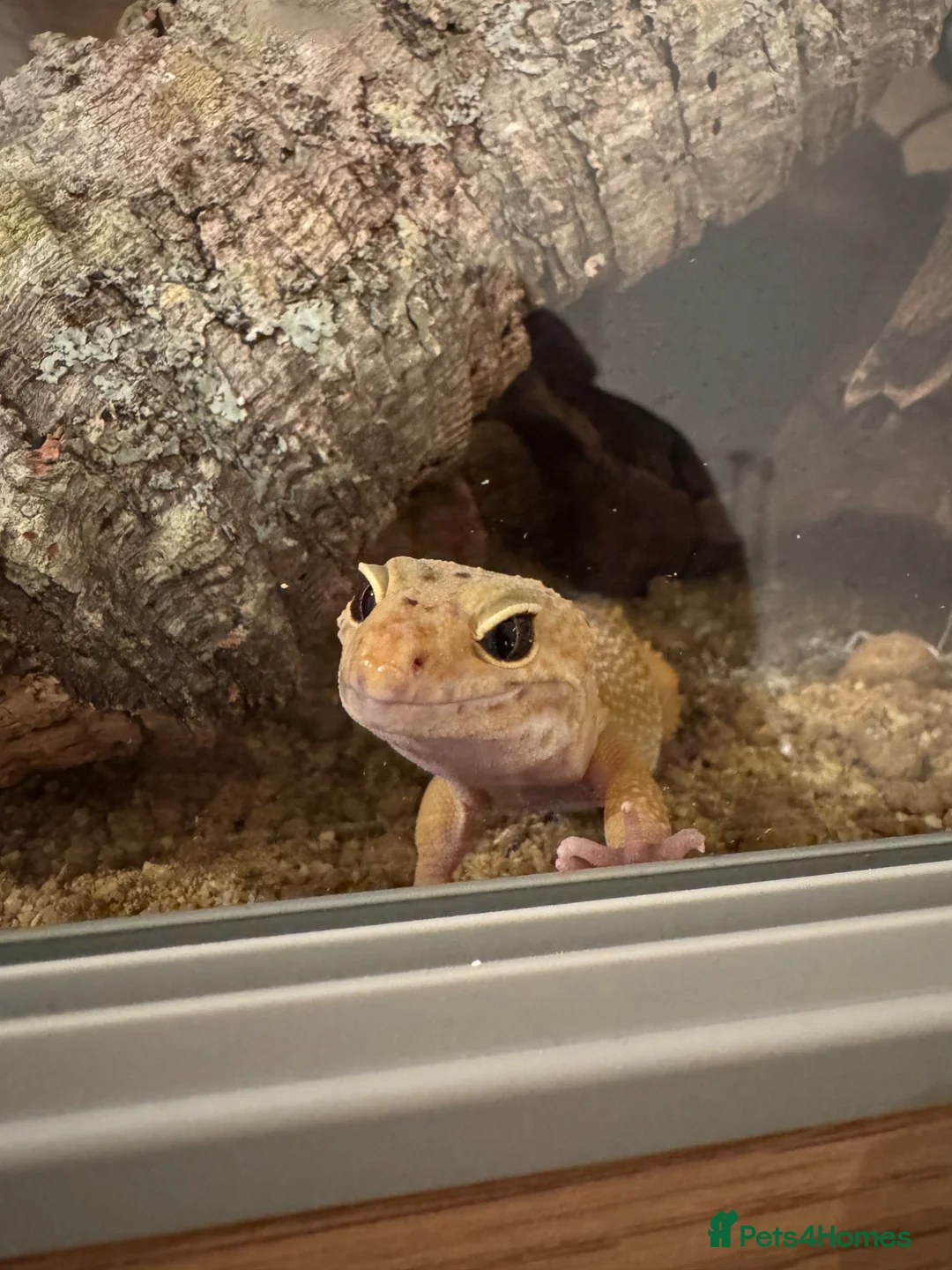 Leopard Gecko reptiles for sale: FEMALE leopard gecko  in Dunstable - Advert 2