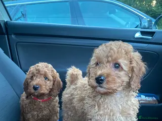 Cavapoo dogs fox red cavapoo - Advert 13