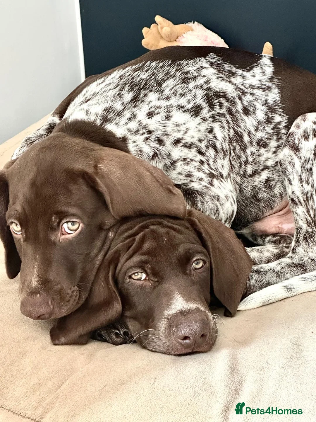German Shorthaired Pointer dogs for sale: KC GSP boys ready for their forever homes ❤️ - Advert 9