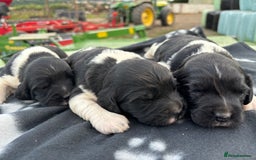 English Springer Spaniel dogs for sale: Gorgeous marked English Springer Spaniel pups  - Image 6