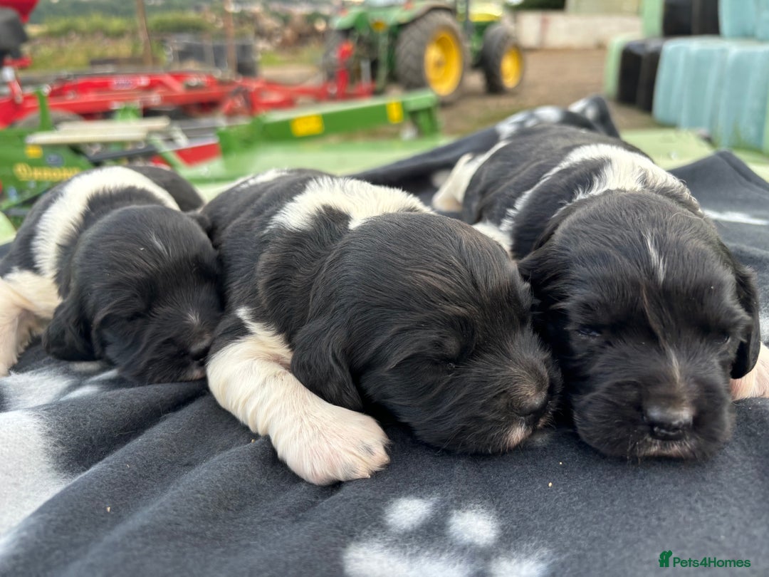 English Springer Spaniel dogs for sale: Gorgeous marked English Springer Spaniel pups  - Image 6