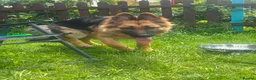 German Shepherd dogs for sale: 7 month german shepherd male in Shrewsbury - Advert 3