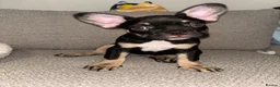 French Bulldog dogs for sale: Fluffy Gene French Bulldogs  in Glasgow - Advert 4