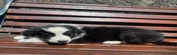 Border Collie dogs for sale: 6 Male Border Collie Puppies For Sale in Lancaster - Advert 5