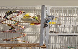 Cockatiels birds for sale: Cockatiel and budgie - Image 2