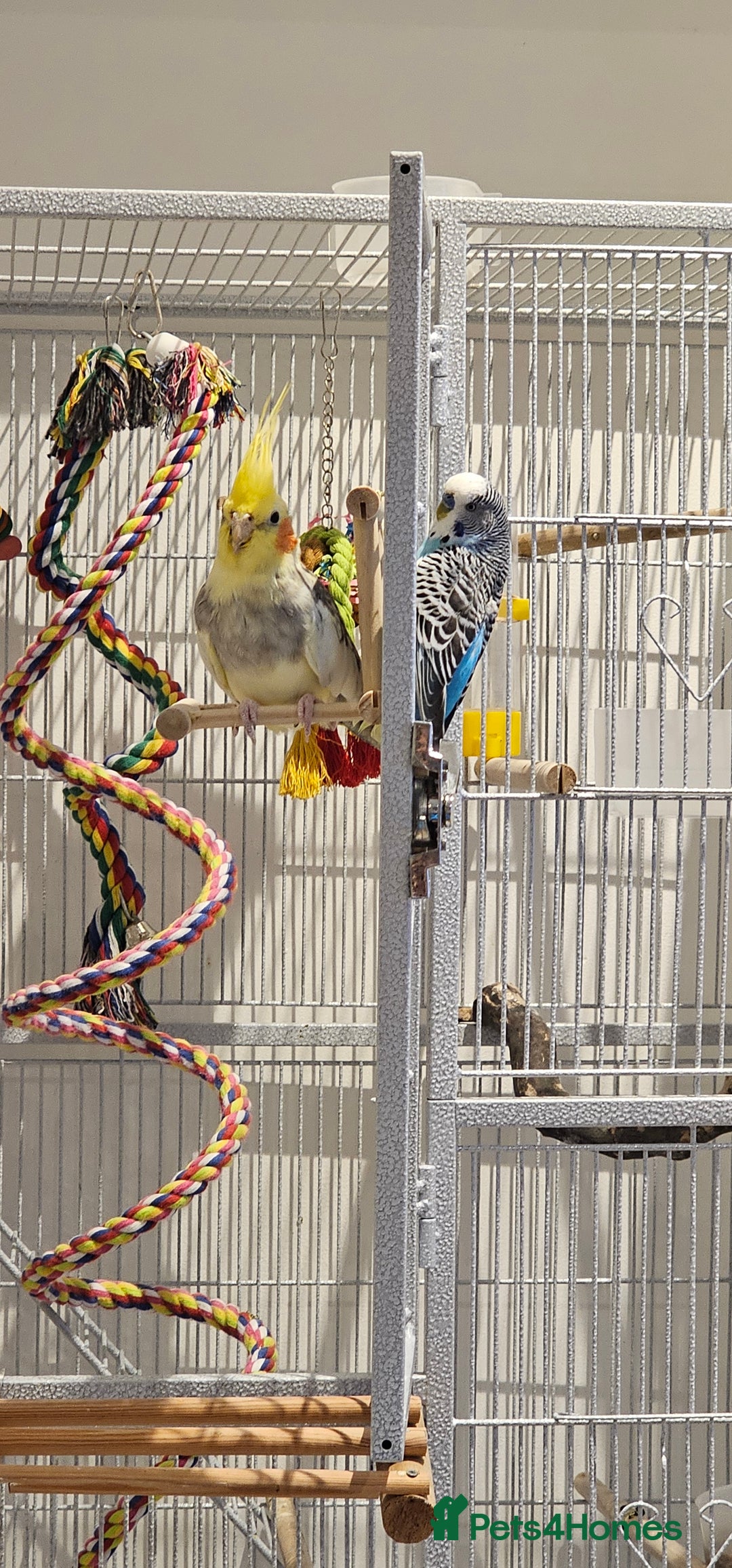 Cockatiels birds for sale: Cockatiel and budgie - Image 2
