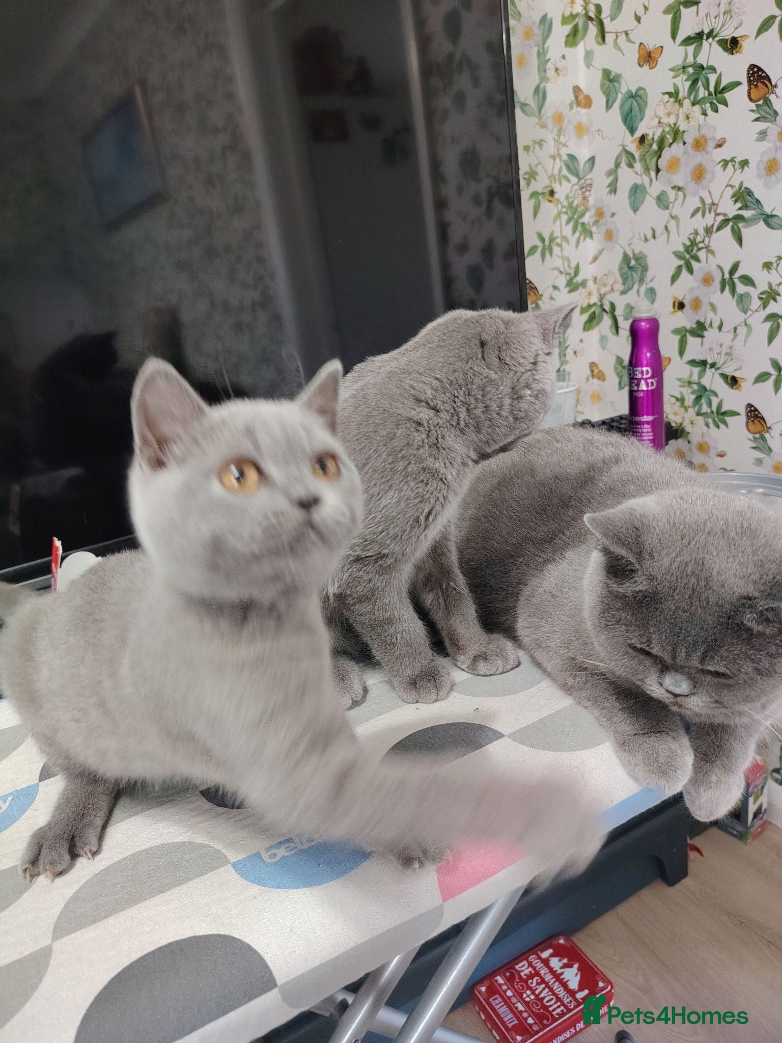 British Shorthair cats Beautiful kitten - Advert 2