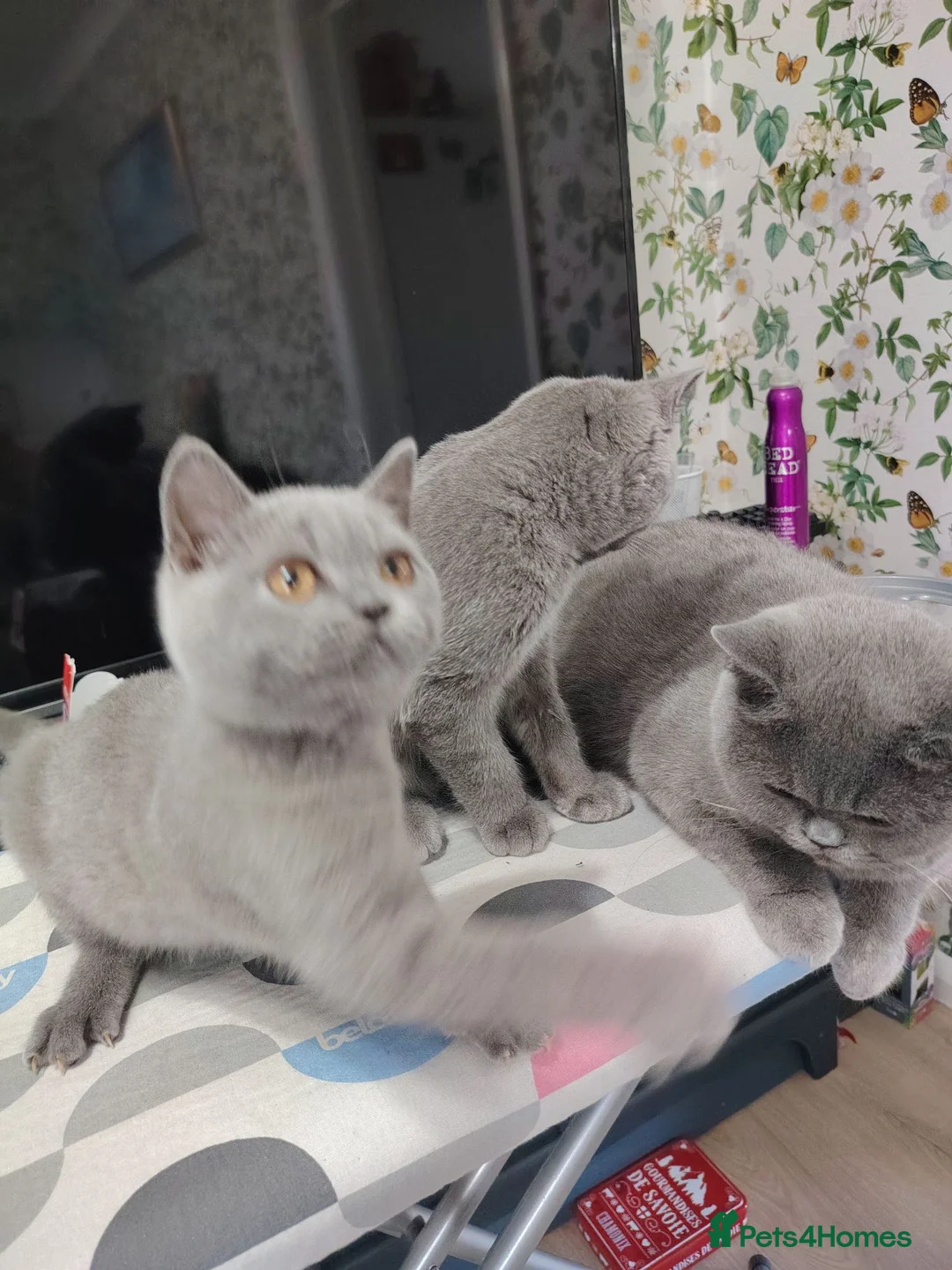 British Shorthair cats for sale: Beautiful kitten - Advert 1