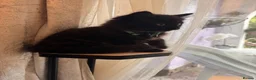 Mixed Breed cats for sale: Black very fluffy male kitten ready to leave  - Advert 2