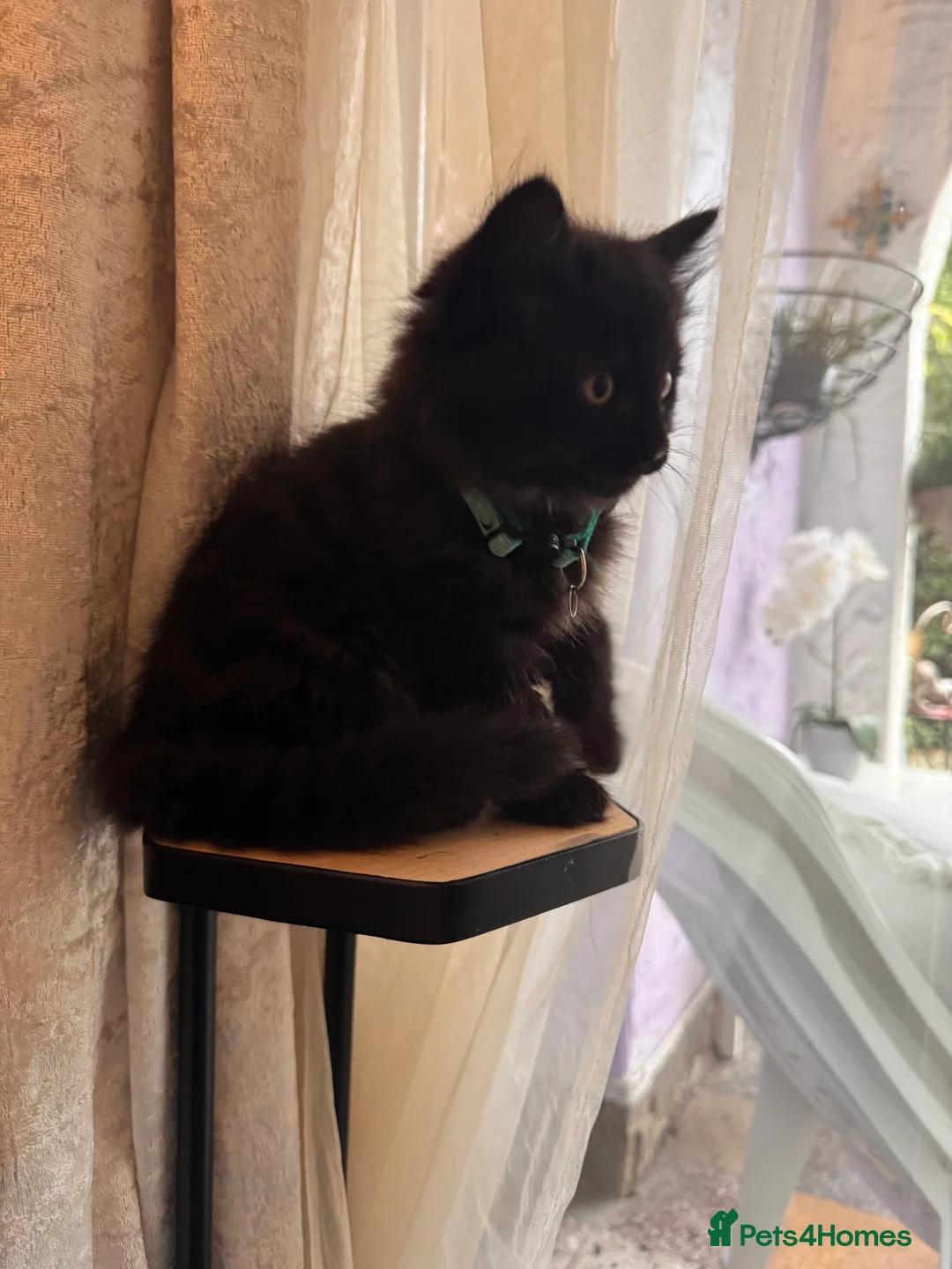 Mixed Breed cats for sale: Black very fluffy male kitten ready to leave  - Advert 2