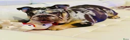 English Bulldog dogs for sale: Stunning English bulldog puppies  - Advert 16