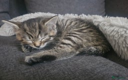 European cats for sale: Female tabby europian shorthair mixed kitten 🏡  - Image 16