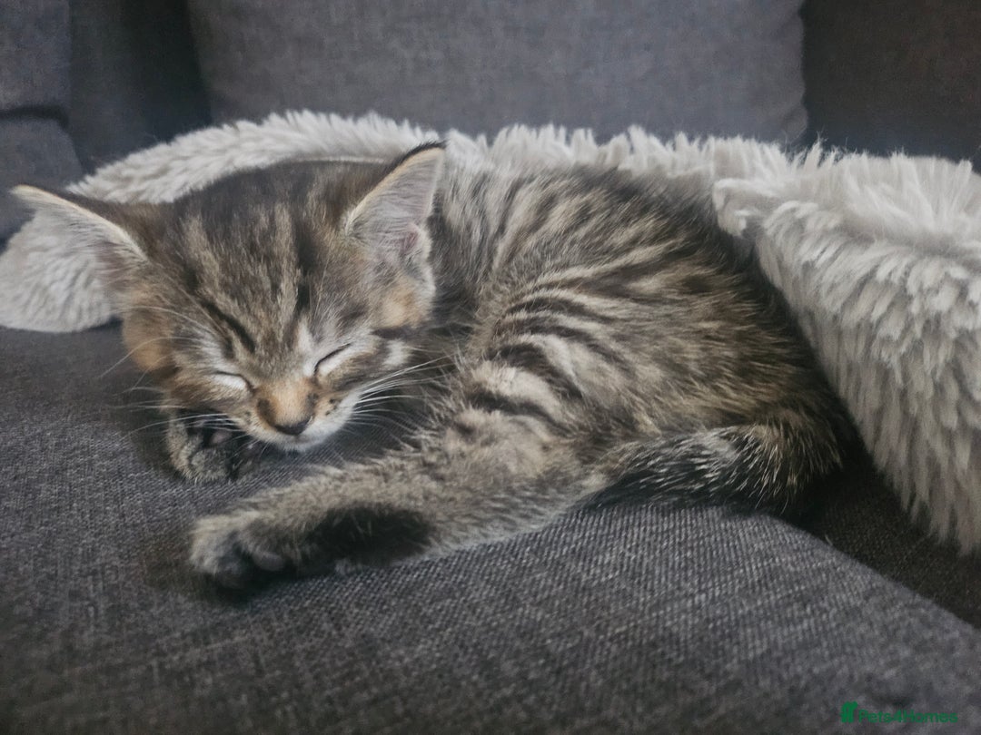 European cats for sale: Female tabby europian shorthair mixed kitten 🏡  - Image 16