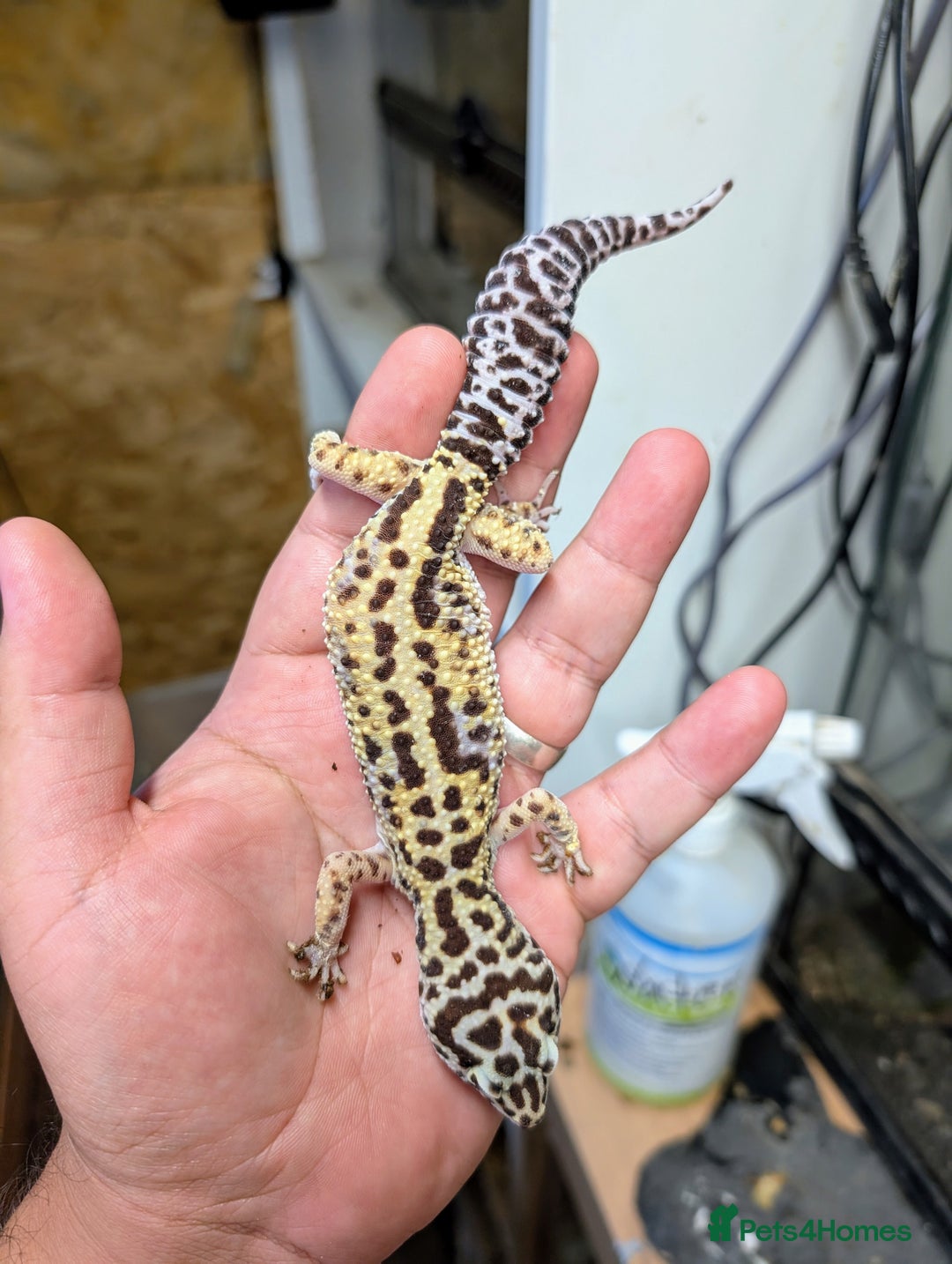 Leopard Gecko reptiles for sale: High end leopard geckos and red ackie monitor  - Image 9